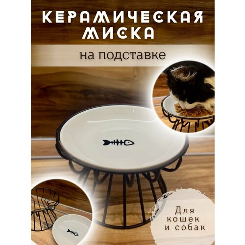 ���� ����� �� ��������� ��� ����� � �����, ������ ������