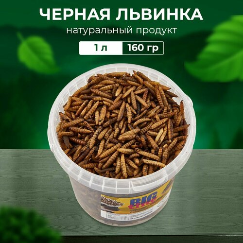 ���� ���� ��� ����, �������, ����, ������� ������ ������� � ��������� ��� ��������, ��������, ������ � ���������� ������� � ��������, ������ ������