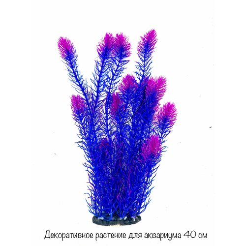 ���� �����������, ������������� �������� 40 ��., ������ ������