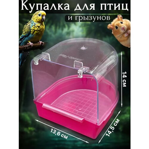 ���� �������, �������� ��� ����, ��������, ��������, ������ ������