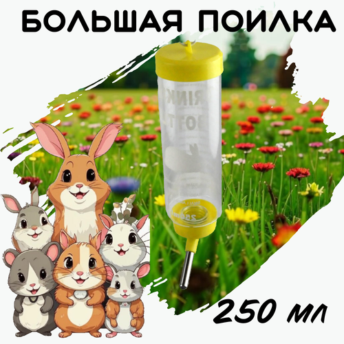 ���� ������ ��� �������� 250��. Ƹ���� ������ ��� ��������, ����, ������, ������ ������