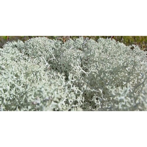 ���� ���������� ��� �� �����, 50��, ���������� ��� �������� - ����� �� �����, ������ ������