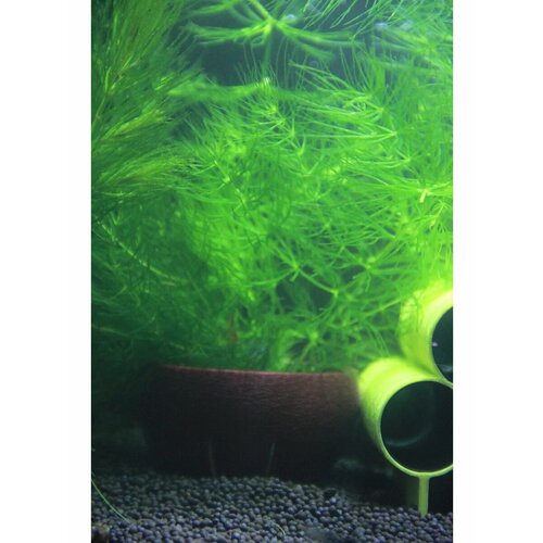 ���� ������ ��� ����������� �������� � ��������� � ������� 