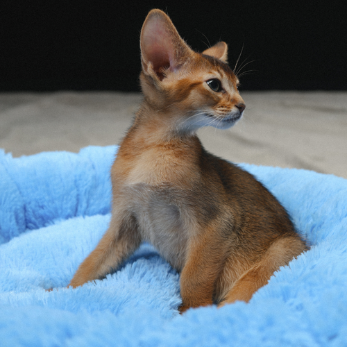 ���� �������� ������� 120x100 �� ��� �����, ���� �������, ���. PNL120x100, ������ ������