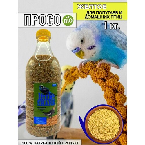 ���� ���� ����� ������ ��� �������� � �������� ���� 1 ��, ������ ������