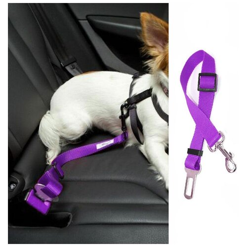        /   /    Dog Safety Belt ()   -     , -,   