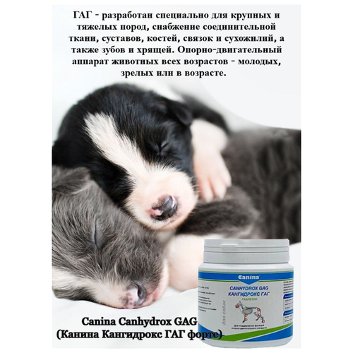       Canina Canhydrox GAG Forte (100/60)   -     , -,   