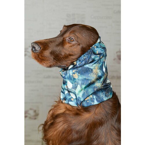 ���� ����� - ���� ��� ����� ������� �����, ������ ������