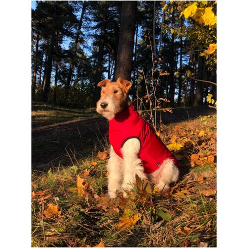 ���� ����� ��� ����� ������ �� ������, ���� �������, ������ L, ������ ������