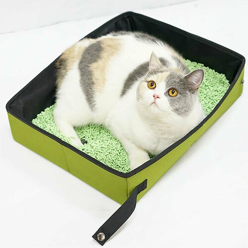 ���� ����� ������ ��� ����� �������� ��������, ������ ������