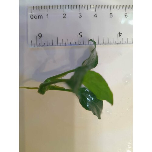         (Anubias barteri var. nana)   -     , -  