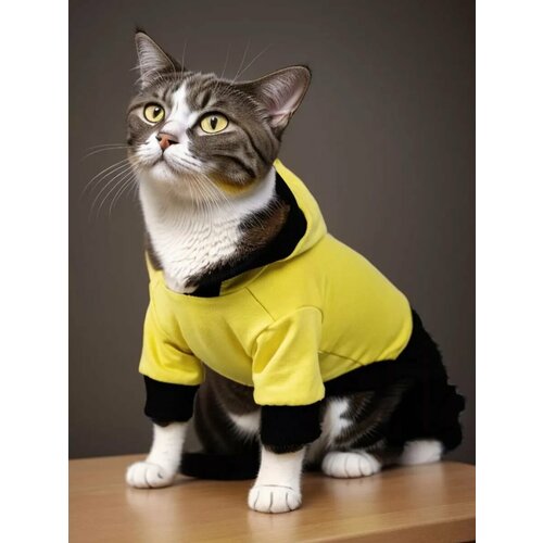 ���� ���������� ��� ����� �����, ������ ������