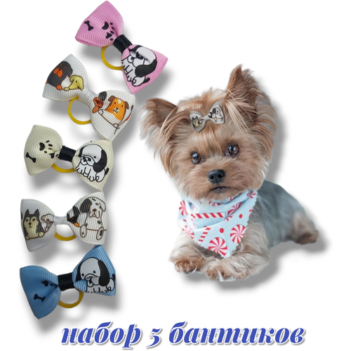 ���� ������� ��� �����, ������ ������