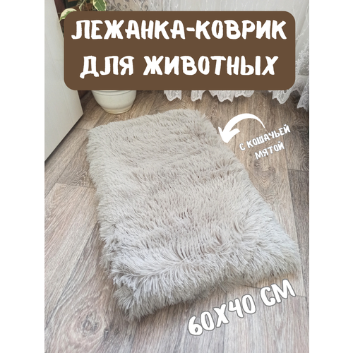 ���� �������-������ ��������� ��� �������� � �������� �����, ���� ������-�����, ������ ������