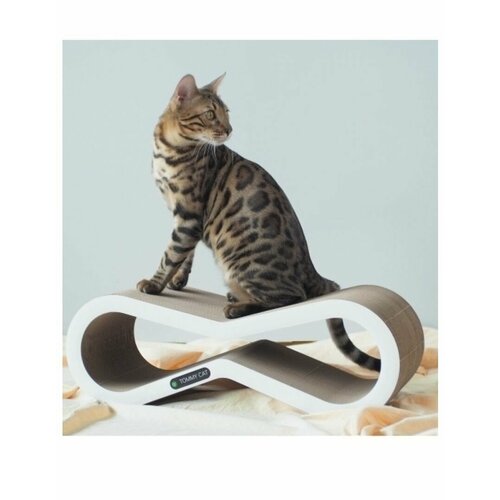 ���� ���������� ��� ����� �� ������� Tommy Cat ������, ������, ������ ������