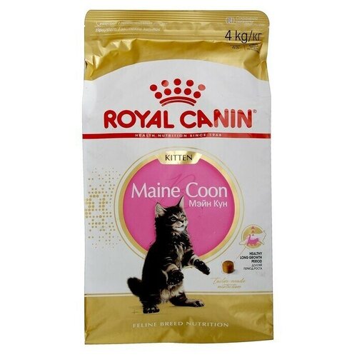    RC Kitten Maine Coon    , 4    -     , -,   