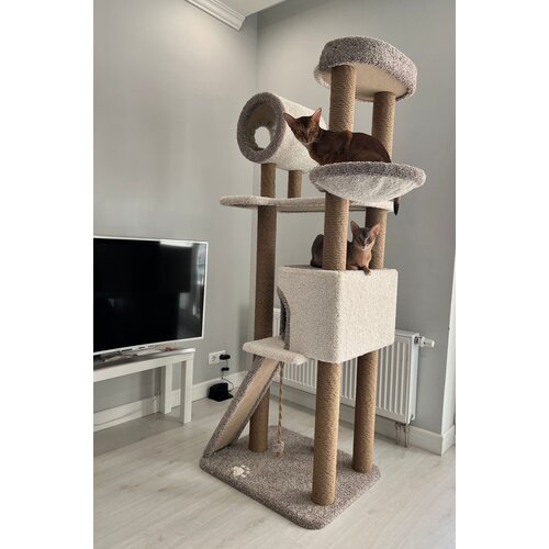 ���� ������� �������� � �������, �������, �������� � ��������� �� ��������� , ��� ����� , ������ 170 �� , ���� ���������� � �����, ������ ������