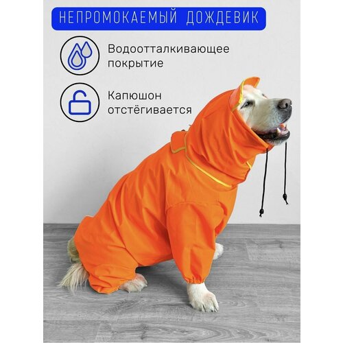 ���� �������� ��� ����� ������� � ������� ����� / ��������� / ������ 6XL, ������ ������