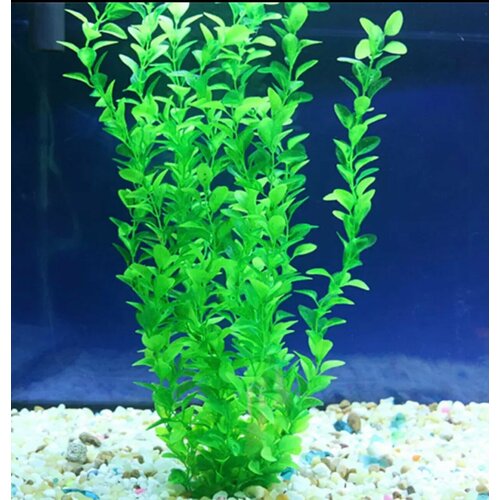 ���� �������� ��� ��������� 40 ��., ������ ������