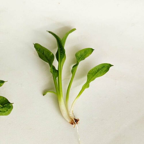 ���� ���������� ������������ ������� (������������) (1 ����). ����� ����������� ��������, ������ ������