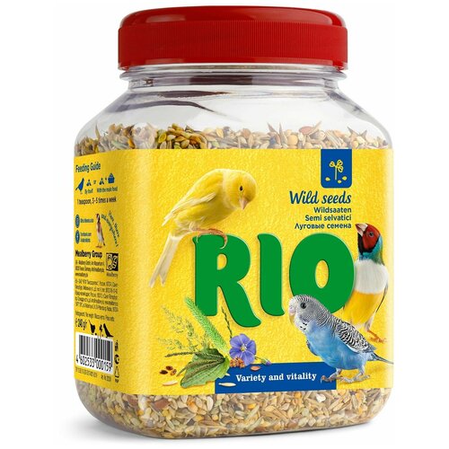  RIO     240