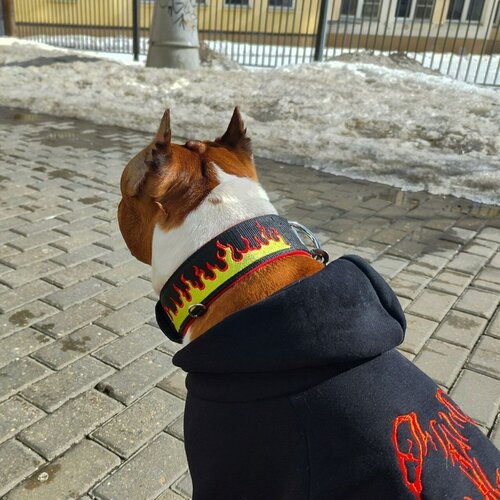 ���� ������� DOGTON ��� ����� � �������� 