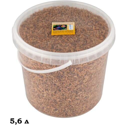 ���� �������� �������, ����������, ����� - ����������� ���� ��� ��� � �������� 500��., ������ ������