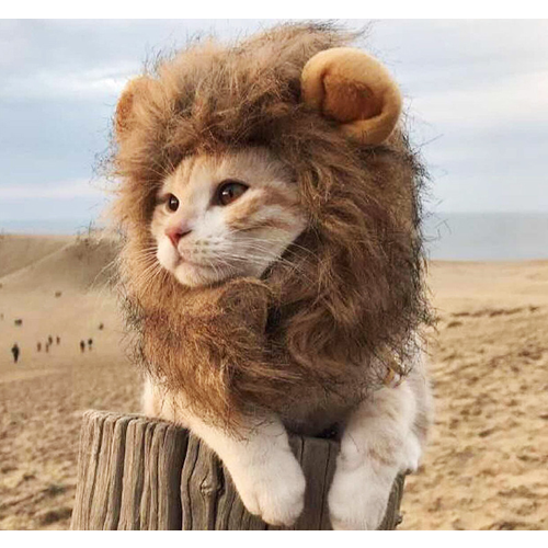 ���� ����� ��� �������� 