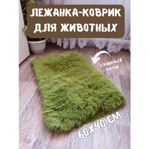 ���� �������-������ ��������� ��� �������� � �������� ����� , ���� �������, ������ ������