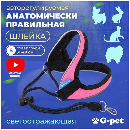            G-pet  - S (31-40 )           -     , -  