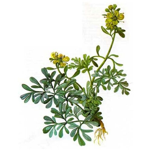 ���� ����, �����, �����, ���������, 25 �, ������ ������