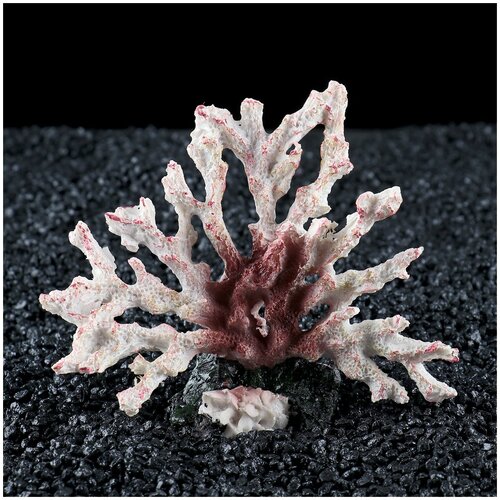 ���� ����� ��� ��������� 