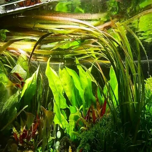    - Vallisneria Americana (1 ).   -     , -  