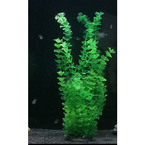 ���� �����������, �������� 40 �� ., ������ ������