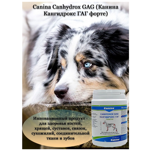       Canina Canhydrox GAG Forte (200/120)   -     , -  