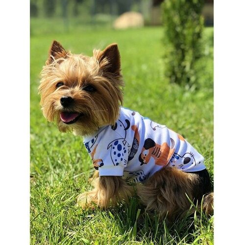 ���� �������� Osso ��� ����� �ϸ����, ������ 20, �� 20, �� 30-32 ��, ������ ������