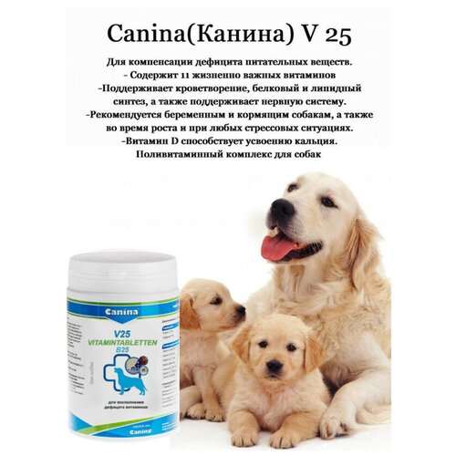       Canina V 25, 700/210    -     , -  