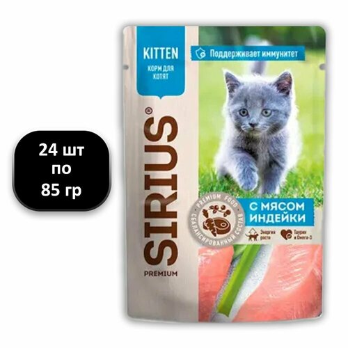  (24 .) 85 , Sirius, Kitten,   (),  , 