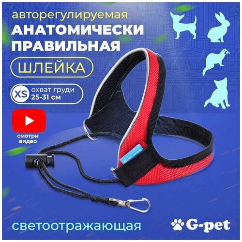            3   G-pet  - XS (25-31 )   -     , -  