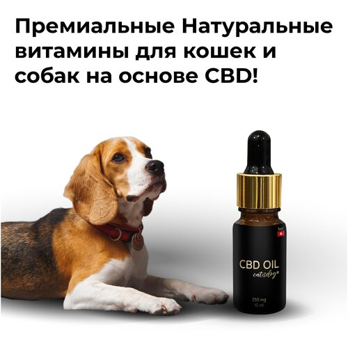      iPet CBD PET OIL Cat dog     -     , -,   
