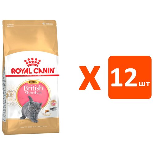  ROYAL CANIN BRITISH SHORTHAIR KITTEN 34     (0,4   12 )   -     , -,   