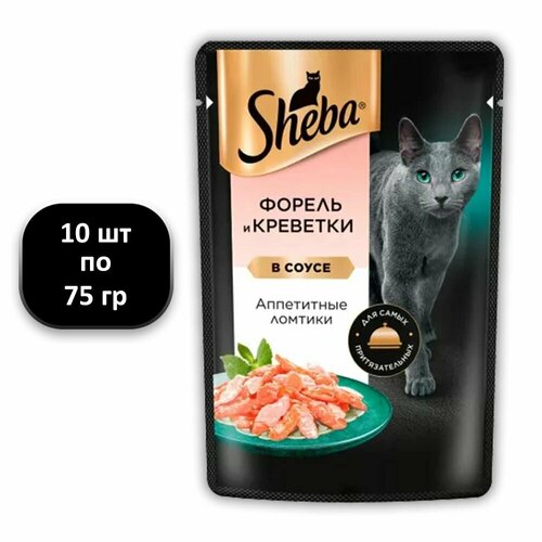  (10 .) 75 , Sheba,  ,  ,   ,      -     , -  