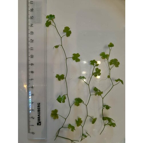       (Hydrocotyle tripartita) 3    -     , -  