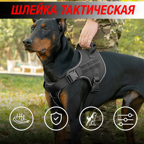 ���� ������ �����������, ������ ������