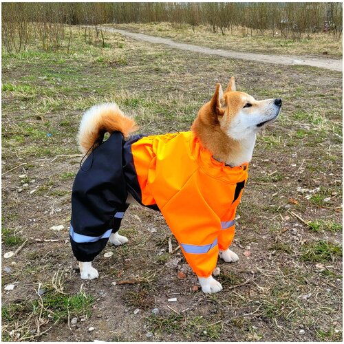 ���� ���������� �������� ��� ����� ������� � ������� ����� � ������������ ������� 50-60�� Orange / Black, ������ ������