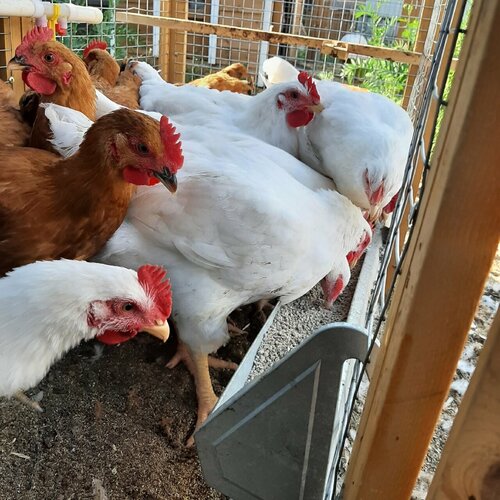 ���� ������-�������� �������� 80 ��, ������ ������