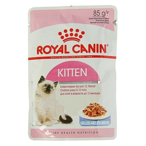    RC Kitten Instinctive  ,  , , 85    -     , -,   