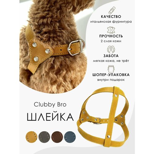 ���� ������ ��� ����� �� ����������� ���� Clubby 2 �� ��� �������� ����� �� 5 �� 10 �� , ������ ����� 45-55 , ���� ���������, ������ ������