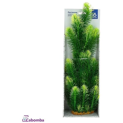 ���� Prime �������� ����������� ��� ��������� 