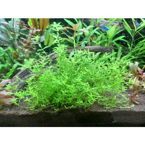       (Hemianthus glomeratus)    -     , -  